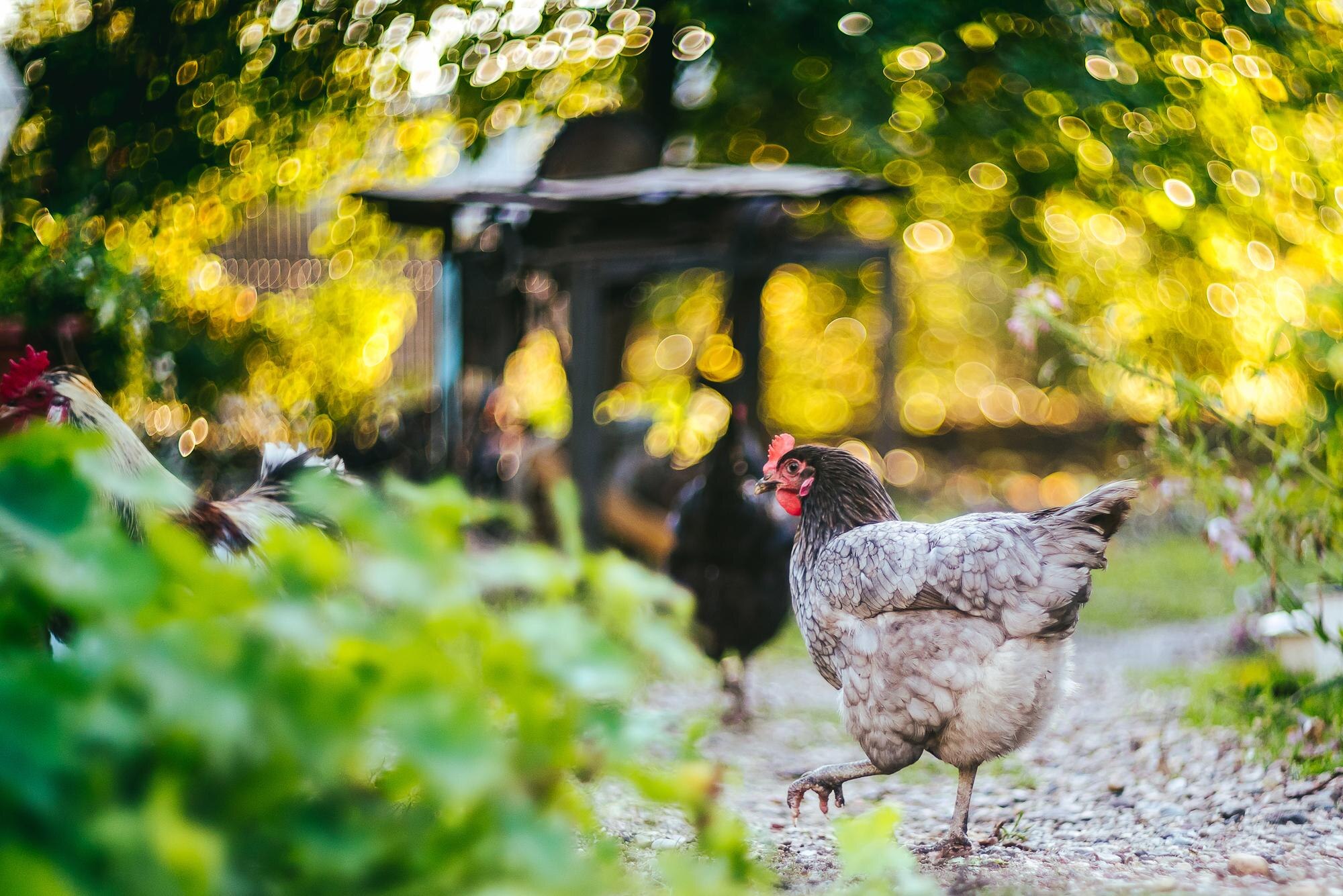 Modern chicken farm interior