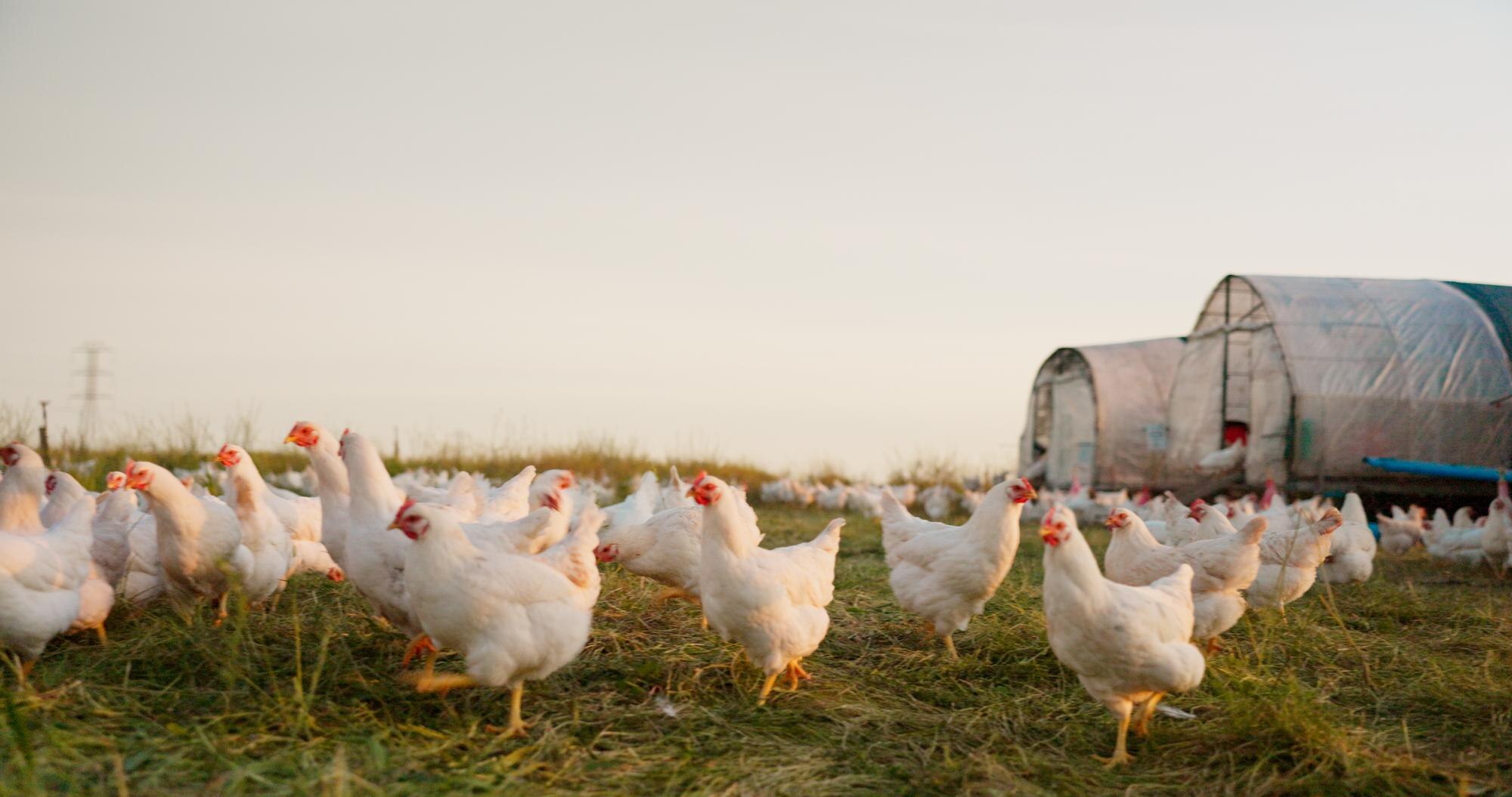 Spacious chicken housing