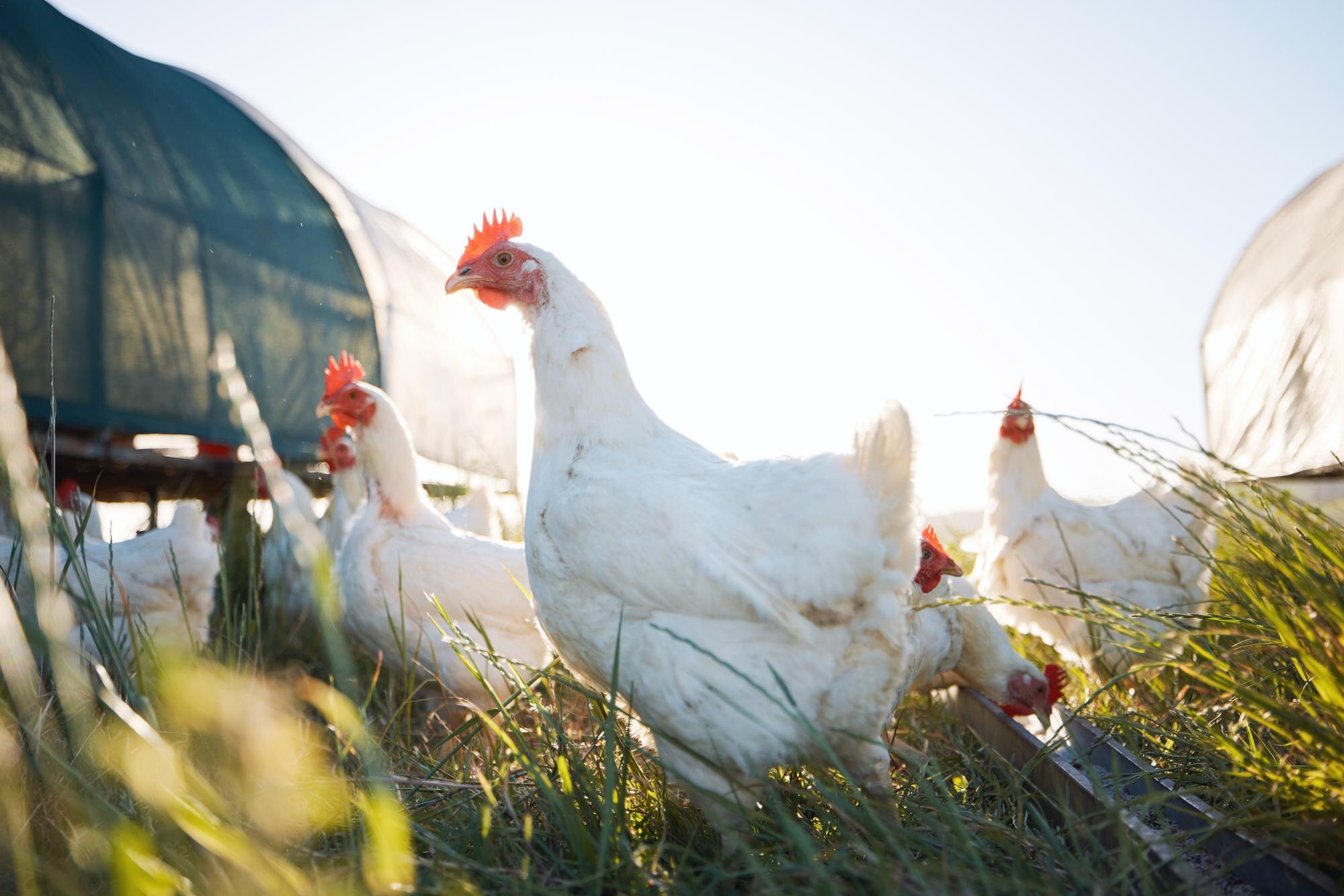 Modern chicken farm with infrastructure